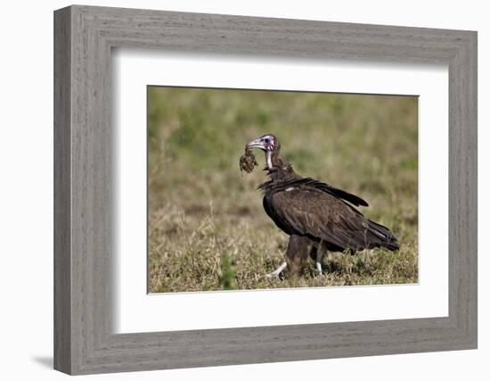 Hooded Vulture (Necrosyrtes Monachus) in Mixed Juvenile and Adult Plumage-James Hager-Framed Photographic Print