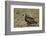 Hooded Vulture (Necrosyrtes Monachus) in Mixed Juvenile and Adult Plumage-James Hager-Framed Photographic Print