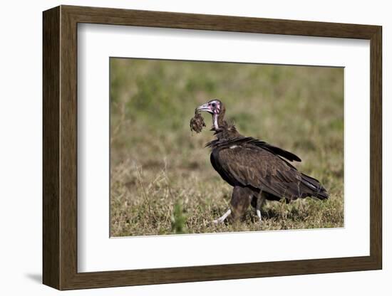 Hooded Vulture (Necrosyrtes Monachus) in Mixed Juvenile and Adult Plumage-James Hager-Framed Photographic Print