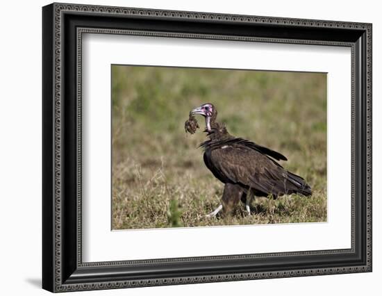 Hooded Vulture (Necrosyrtes Monachus) in Mixed Juvenile and Adult Plumage-James Hager-Framed Photographic Print
