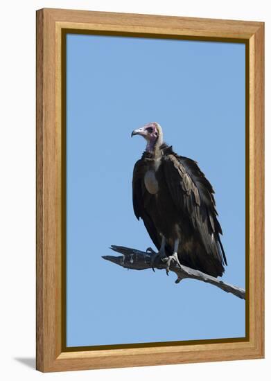 Hooded vulture (Necrosyrtes monachus), Khwai Conservation Area, Okavango Delta, Botswana, Africa-Sergio Pitamitz-Framed Premier Image Canvas