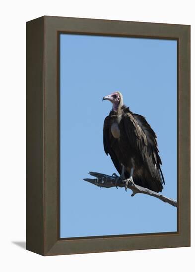 Hooded vulture (Necrosyrtes monachus), Khwai Conservation Area, Okavango Delta, Botswana, Africa-Sergio Pitamitz-Framed Premier Image Canvas