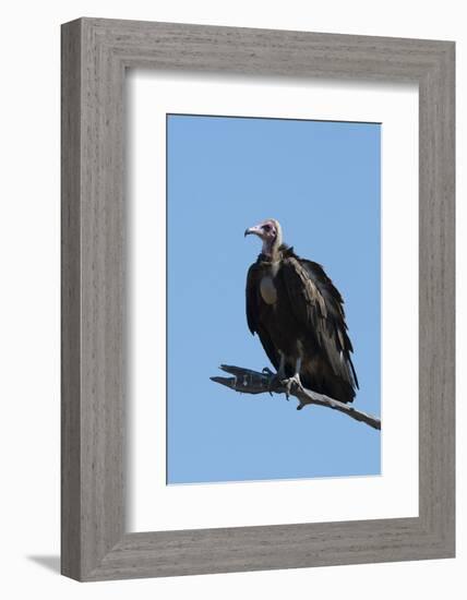 Hooded vulture (Necrosyrtes monachus), Khwai Conservation Area, Okavango Delta, Botswana, Africa-Sergio Pitamitz-Framed Photographic Print