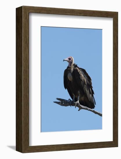 Hooded vulture (Necrosyrtes monachus), Khwai Conservation Area, Okavango Delta, Botswana, Africa-Sergio Pitamitz-Framed Photographic Print