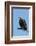 Hooded vulture (Necrosyrtes monachus), Khwai Conservation Area, Okavango Delta, Botswana, Africa-Sergio Pitamitz-Framed Photographic Print