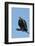 Hooded vulture (Necrosyrtes monachus), Khwai Conservation Area, Okavango Delta, Botswana, Africa-Sergio Pitamitz-Framed Photographic Print