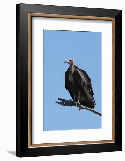 Hooded vulture (Necrosyrtes monachus), Khwai Conservation Area, Okavango Delta, Botswana, Africa-Sergio Pitamitz-Framed Photographic Print