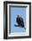 Hooded vulture (Necrosyrtes monachus), Khwai Conservation Area, Okavango Delta, Botswana, Africa-Sergio Pitamitz-Framed Photographic Print