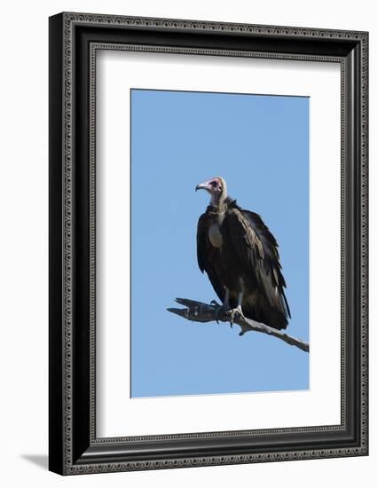 Hooded vulture (Necrosyrtes monachus), Khwai Conservation Area, Okavango Delta, Botswana, Africa-Sergio Pitamitz-Framed Photographic Print