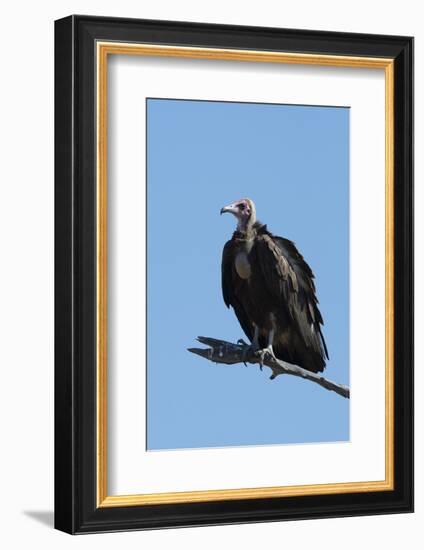 Hooded vulture (Necrosyrtes monachus), Khwai Conservation Area, Okavango Delta, Botswana, Africa-Sergio Pitamitz-Framed Photographic Print