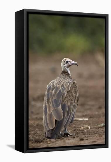 Hooded Vulture (Necrosyrtes Monachus), Kruger National Park, South Africa, Africa-James Hager-Framed Premier Image Canvas