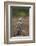 Hooded Vulture (Necrosyrtes Monachus), Kruger National Park, South Africa, Africa-James Hager-Framed Photographic Print