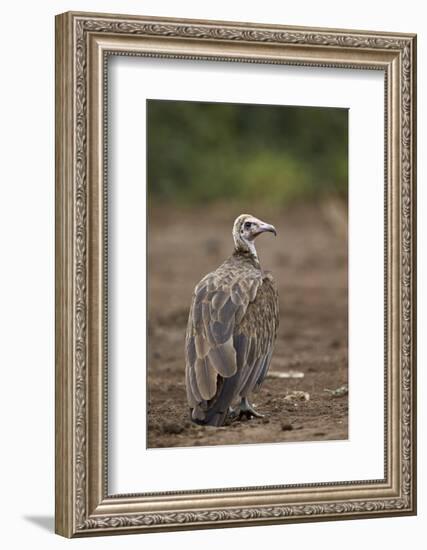 Hooded Vulture (Necrosyrtes Monachus), Kruger National Park, South Africa, Africa-James Hager-Framed Photographic Print