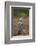 Hooded Vulture (Necrosyrtes Monachus), Kruger National Park, South Africa, Africa-James Hager-Framed Photographic Print