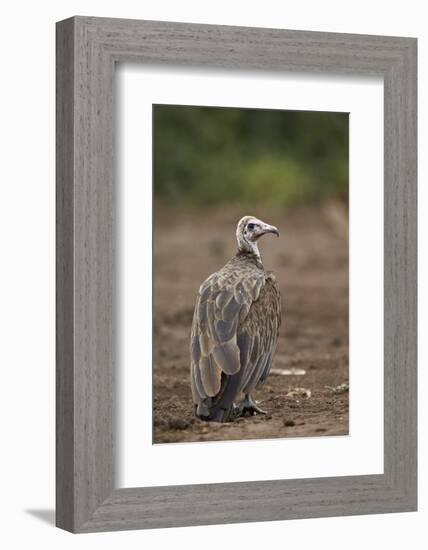 Hooded Vulture (Necrosyrtes Monachus), Kruger National Park, South Africa, Africa-James Hager-Framed Photographic Print