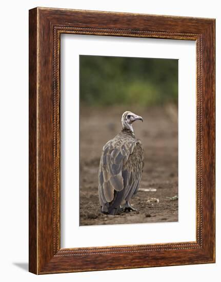 Hooded Vulture (Necrosyrtes Monachus), Kruger National Park, South Africa, Africa-James Hager-Framed Photographic Print