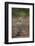 Hooded Vulture (Necrosyrtes Monachus), Kruger National Park, South Africa, Africa-James Hager-Framed Photographic Print