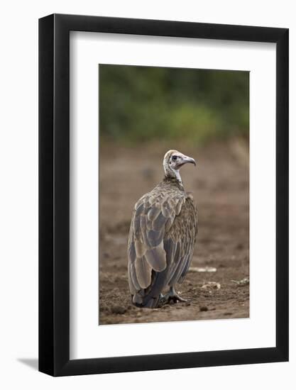 Hooded Vulture (Necrosyrtes Monachus), Kruger National Park, South Africa, Africa-James Hager-Framed Photographic Print