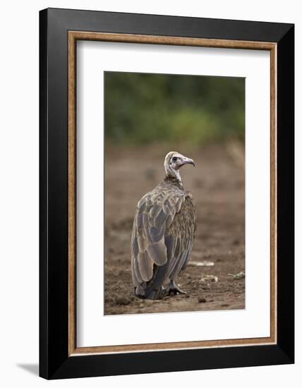 Hooded Vulture (Necrosyrtes Monachus), Kruger National Park, South Africa, Africa-James Hager-Framed Photographic Print