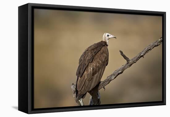 Hooded vulture (Necrosyrtes monachus), Selous Game Reserve, Tanzania, East Africa, Africa-James Hager-Framed Premier Image Canvas