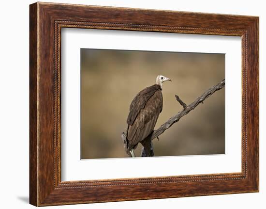 Hooded vulture (Necrosyrtes monachus), Selous Game Reserve, Tanzania, East Africa, Africa-James Hager-Framed Photographic Print