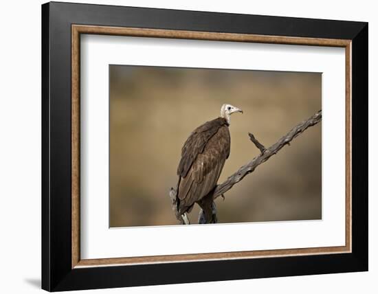 Hooded vulture (Necrosyrtes monachus), Selous Game Reserve, Tanzania, East Africa, Africa-James Hager-Framed Photographic Print