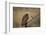 Hooded vulture (Necrosyrtes monachus), Selous Game Reserve, Tanzania, East Africa, Africa-James Hager-Framed Photographic Print