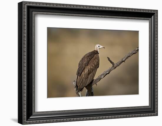 Hooded vulture (Necrosyrtes monachus), Selous Game Reserve, Tanzania, East Africa, Africa-James Hager-Framed Photographic Print