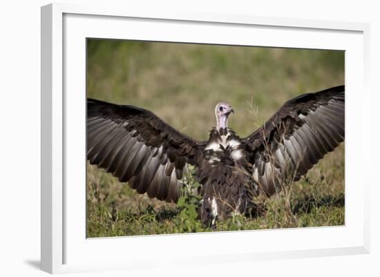 Hooded Vulture (Necrosyrtes Monachus) with Wings Spread-James Hager-Framed Photographic Print