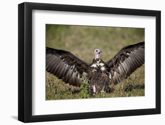 Hooded Vulture (Necrosyrtes Monachus) with Wings Spread-James Hager-Framed Photographic Print