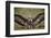 Hooded Vulture (Necrosyrtes Monachus) with Wings Spread-James Hager-Framed Photographic Print