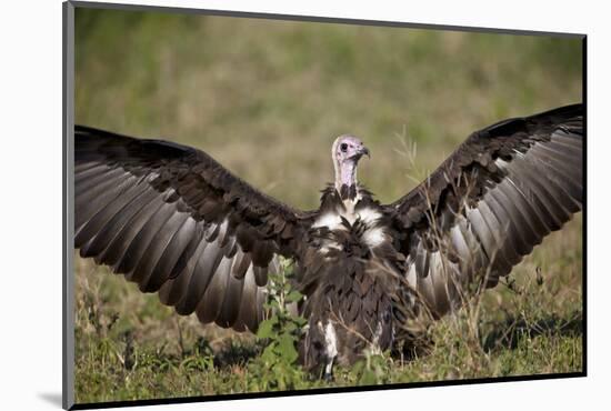 Hooded Vulture (Necrosyrtes Monachus) with Wings Spread-James Hager-Mounted Photographic Print