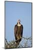 Hooded Vulture (Necrosyrtes Monachus)-James Hager-Mounted Photographic Print