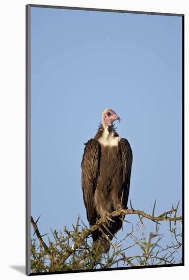 Hooded Vulture (Necrosyrtes Monachus)-James Hager-Mounted Photographic Print