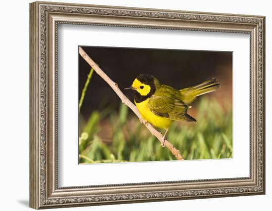 Hooded Warbler, spring migration in South Padre Island, Texas on the Gulf of Mexico-Larry Ditto-Framed Photographic Print