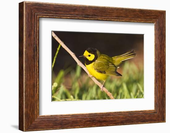 Hooded Warbler, spring migration in South Padre Island, Texas on the Gulf of Mexico-Larry Ditto-Framed Photographic Print