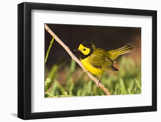 Hooded Warbler, spring migration in South Padre Island, Texas on the Gulf of Mexico-Larry Ditto-Framed Photographic Print