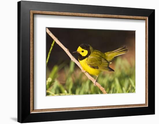 Hooded Warbler, spring migration in South Padre Island, Texas on the Gulf of Mexico-Larry Ditto-Framed Photographic Print