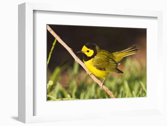 Hooded Warbler, spring migration in South Padre Island, Texas on the Gulf of Mexico-Larry Ditto-Framed Photographic Print