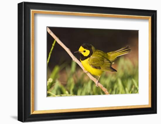 Hooded Warbler, spring migration in South Padre Island, Texas on the Gulf of Mexico-Larry Ditto-Framed Photographic Print