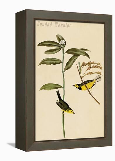 Hooded Warbler-John James Audubon-Framed Stretched Canvas