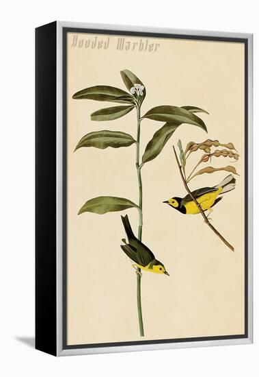 Hooded Warbler-John James Audubon-Framed Stretched Canvas