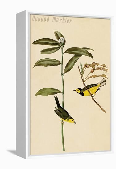 Hooded Warbler-John James Audubon-Framed Stretched Canvas