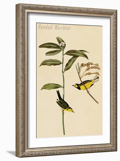 Hooded Warbler-John James Audubon-Framed Art Print