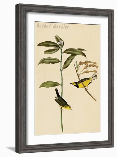 Hooded Warbler-John James Audubon-Framed Art Print