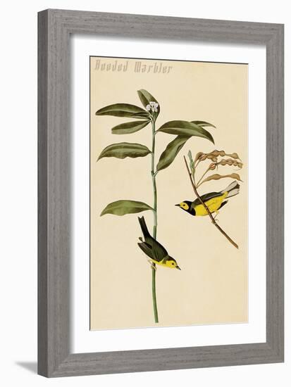 Hooded Warbler-John James Audubon-Framed Art Print