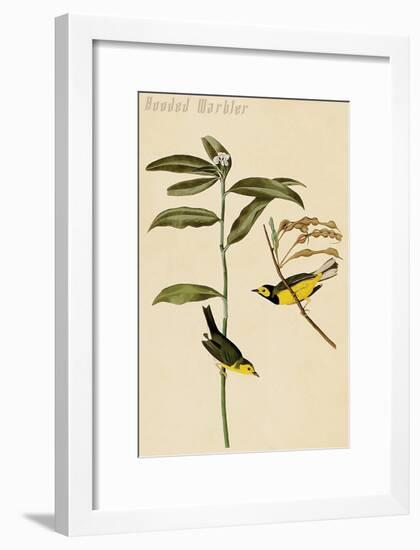 Hooded Warbler-John James Audubon-Framed Art Print