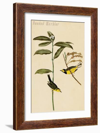 Hooded Warbler-John James Audubon-Framed Art Print