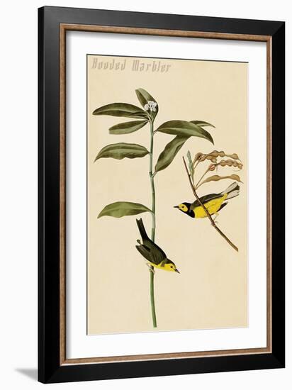 Hooded Warbler-John James Audubon-Framed Art Print