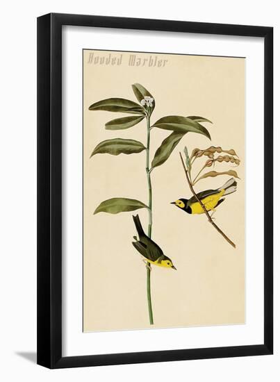 Hooded Warbler-John James Audubon-Framed Art Print